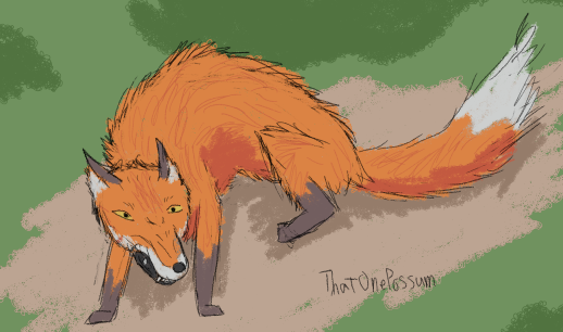 A snarling, crouching fox, seen from slightly above
